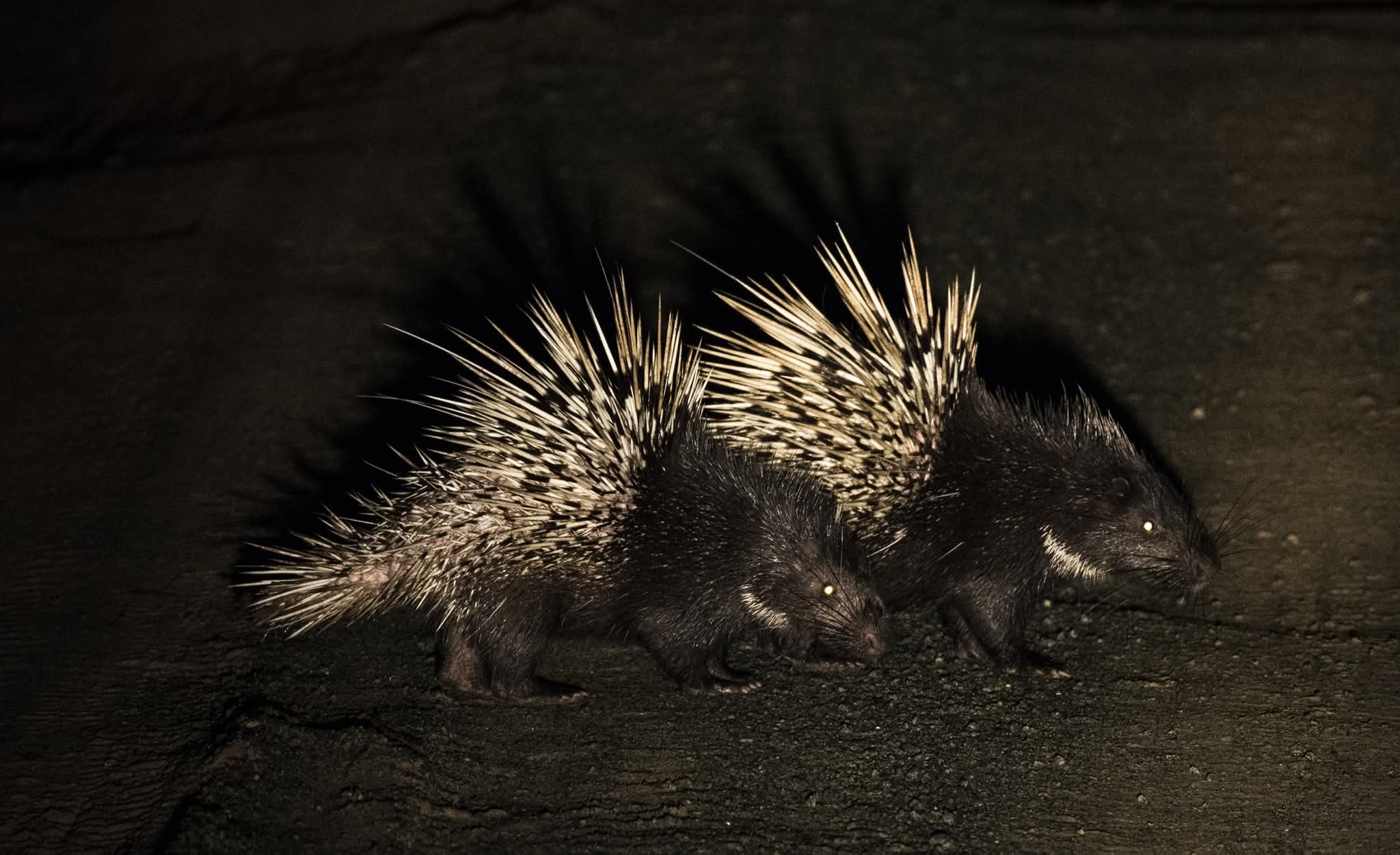 Malayan Porcupine — Borneo wildlife, book, free download, jungle tour, mammal, Borneo mammal tour