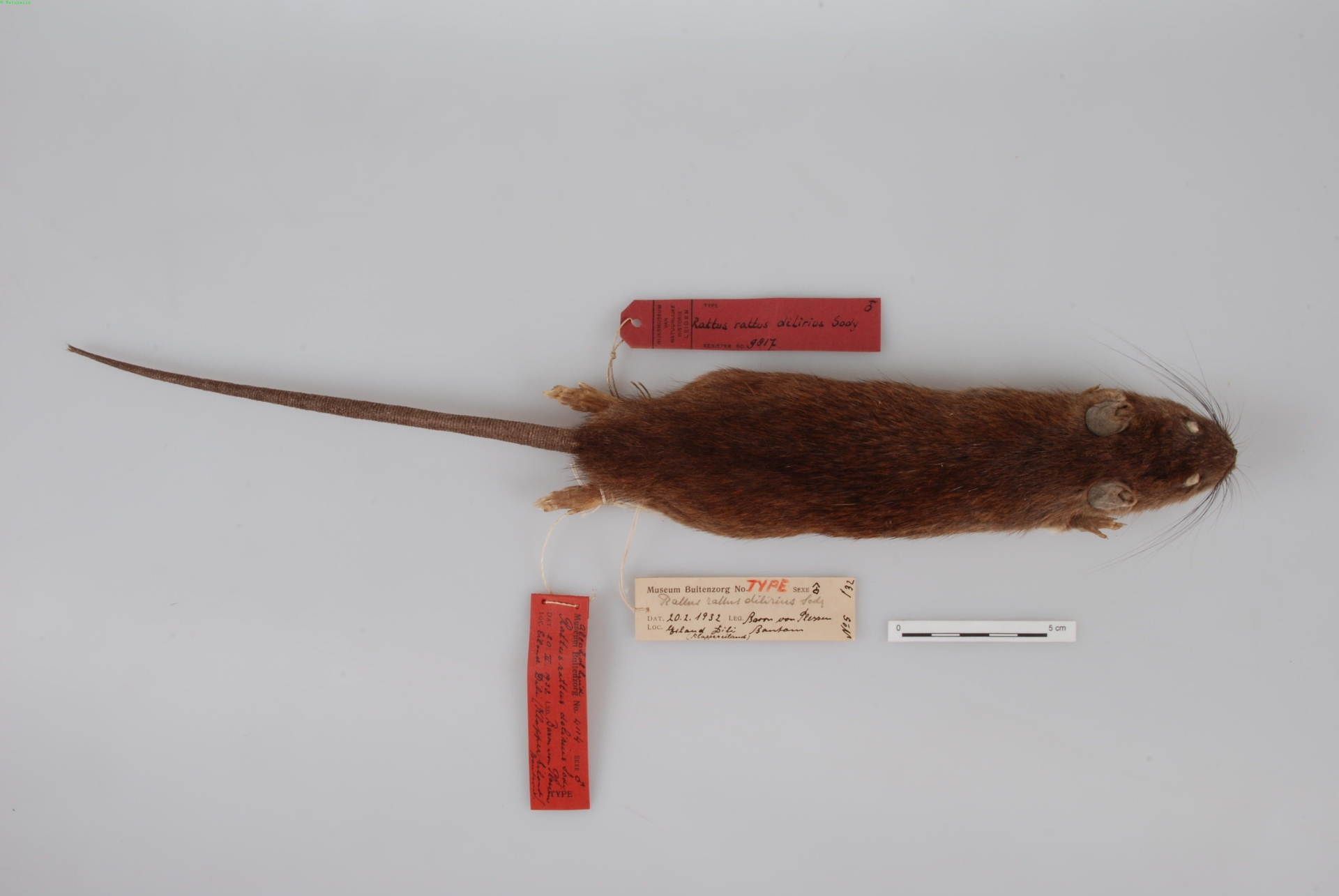 Malaysian Wood Rat — Borneo wildlife, book, free download, jungle tour, mammal, Borneo mammal tour