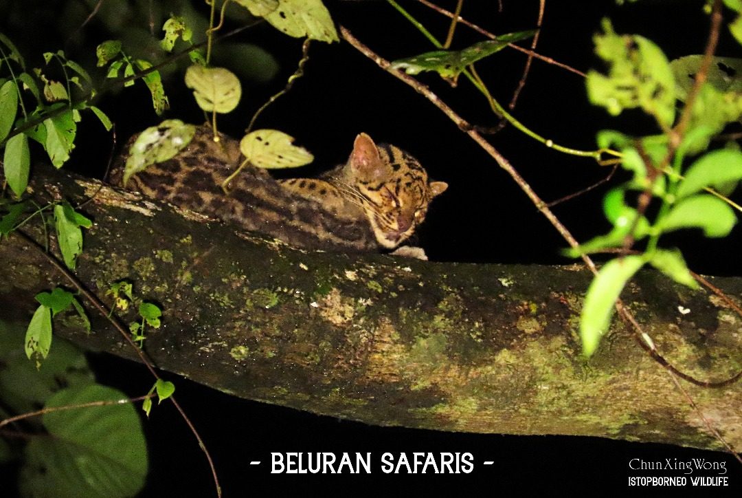 Marbled Cat — Borneo wildlife, book, free download, jungle tour, mammal, Borneo mammal tour