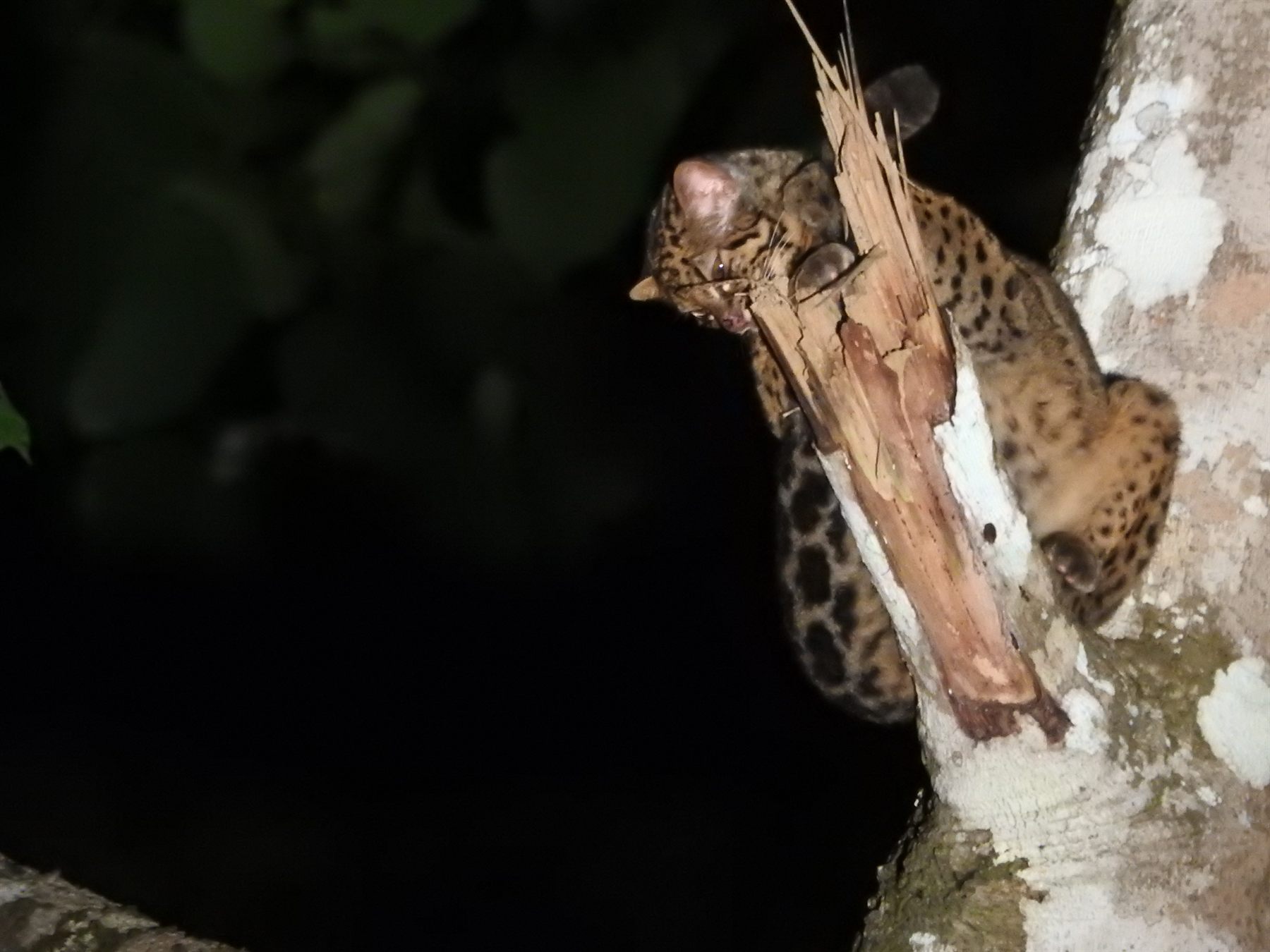 Marbled Cat — Borneo wildlife, book, free download, jungle tour, mammal, Borneo mammal tour