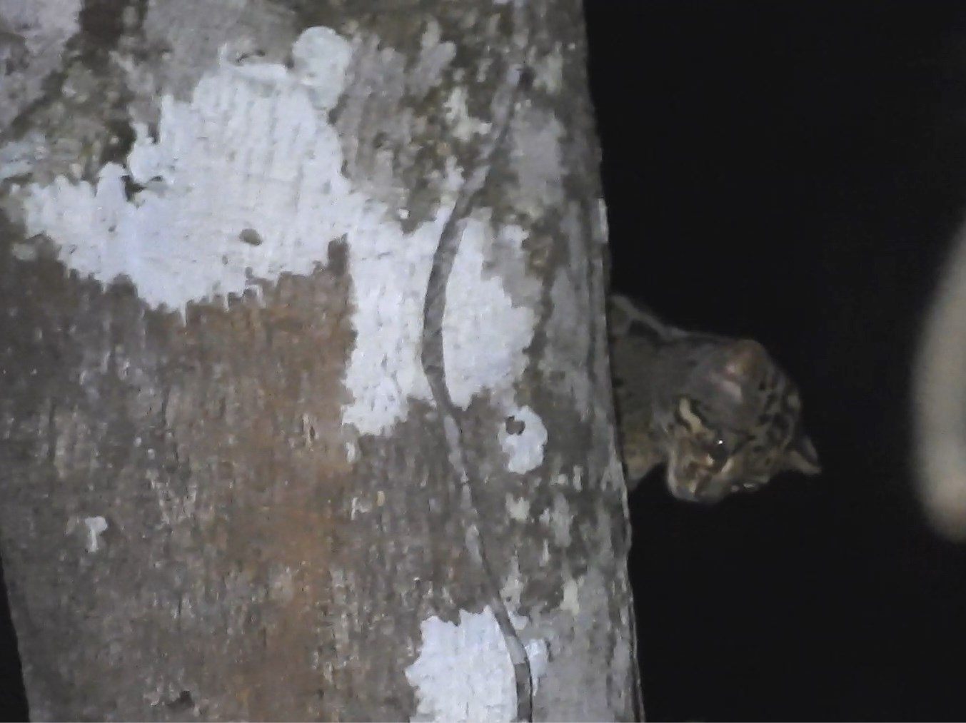 Marbled Cat — Borneo wildlife, book, free download, jungle tour, mammal, Borneo mammal tour