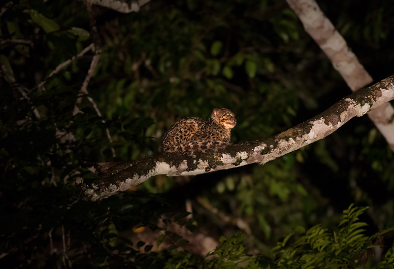Marbled Cat — Borneo wildlife, book, free download, jungle tour, mammal, Borneo mammal tour