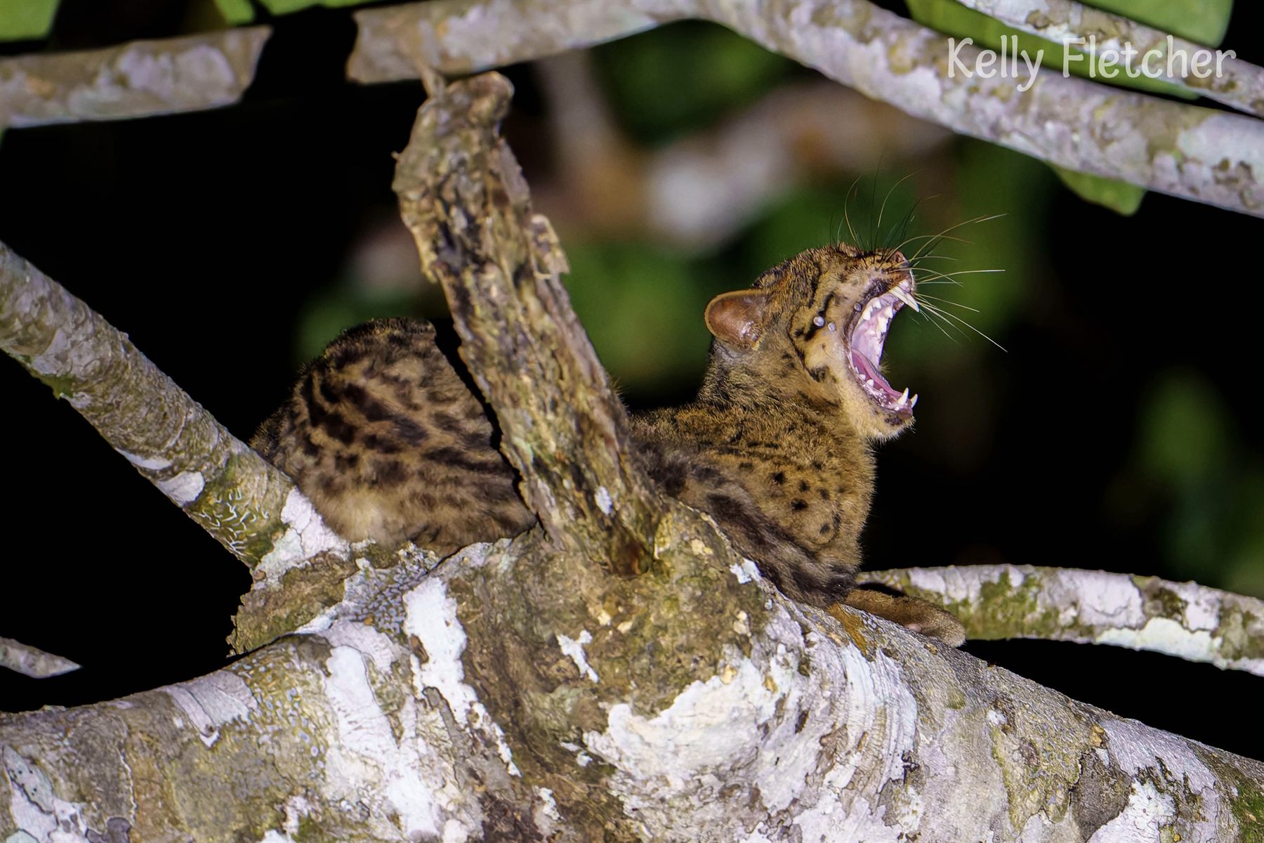 Marbled Cat — Borneo wildlife, book, free download, jungle tour, mammal, Borneo mammal tour