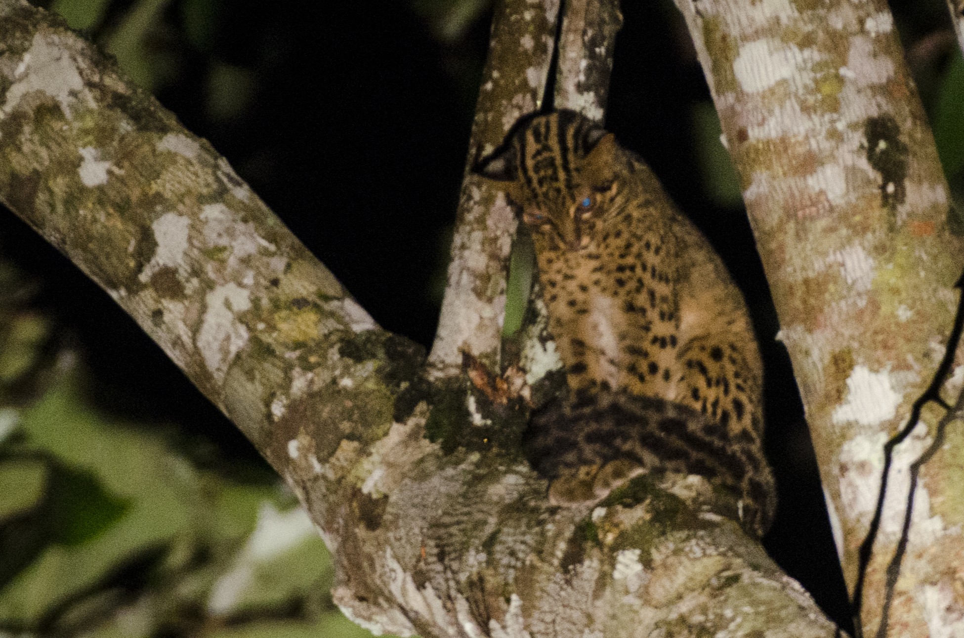 Marbled Cat — Borneo wildlife, book, free download, jungle tour, mammal, Borneo mammal tour