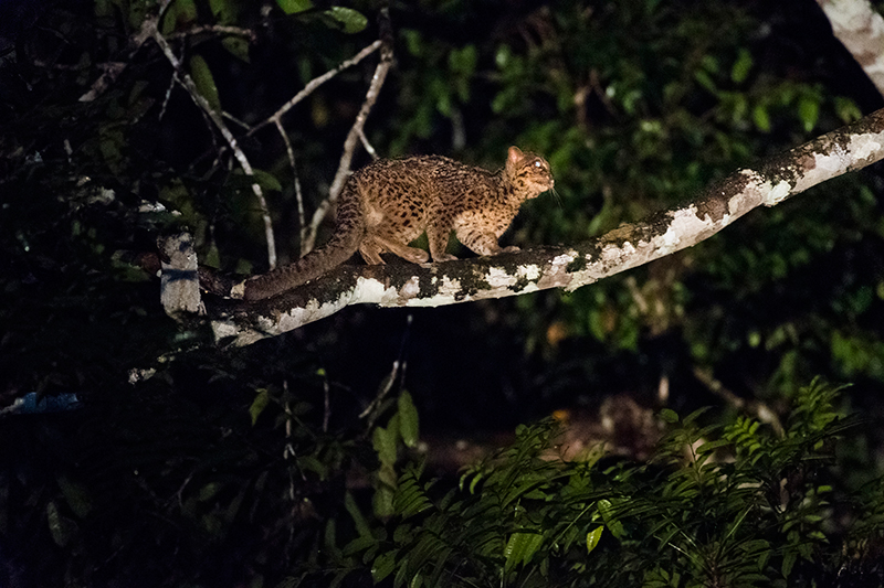 Marbled Cat — Borneo wildlife, book, free download, jungle tour, mammal, Borneo mammal tour