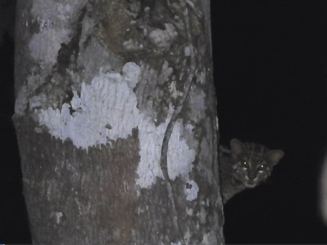 Marbled Cat — Borneo wildlife, book, free download, jungle tour, mammal, Borneo mammal tour