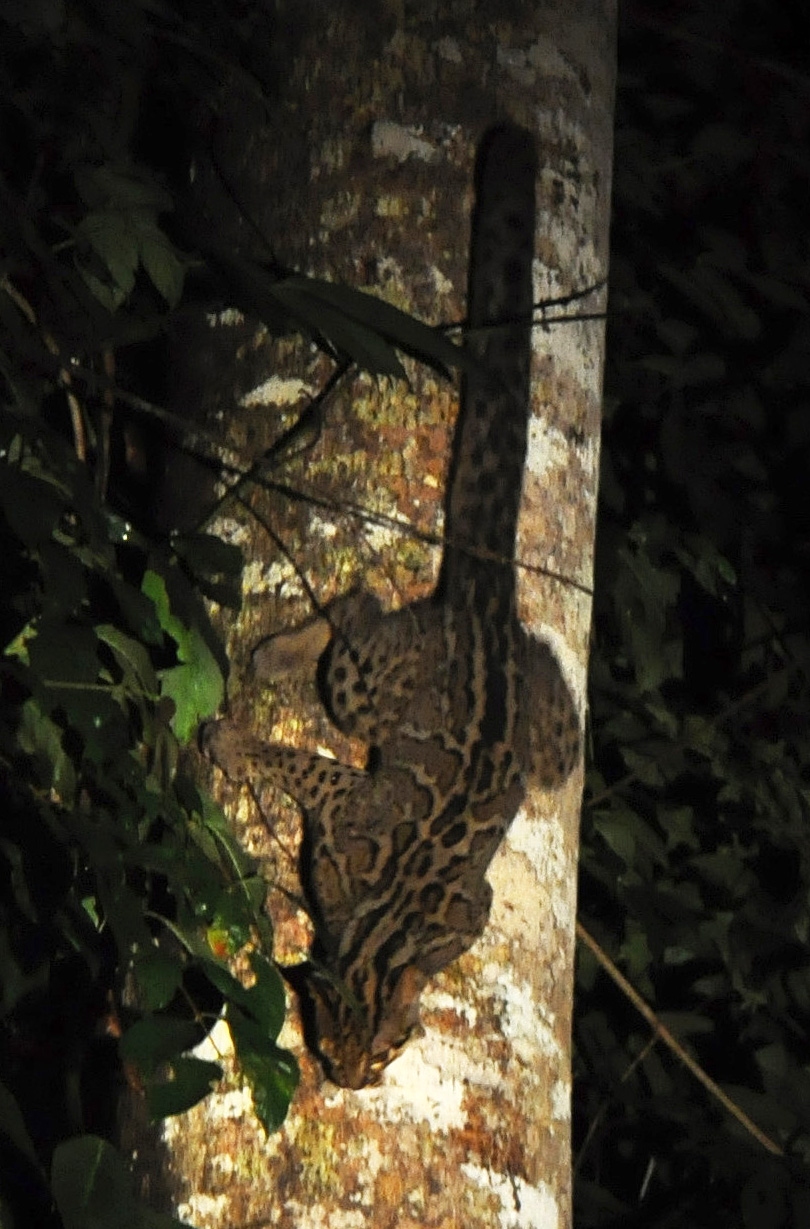 Marbled Cat — Borneo wildlife, book, free download, jungle tour, mammal, Borneo mammal tour