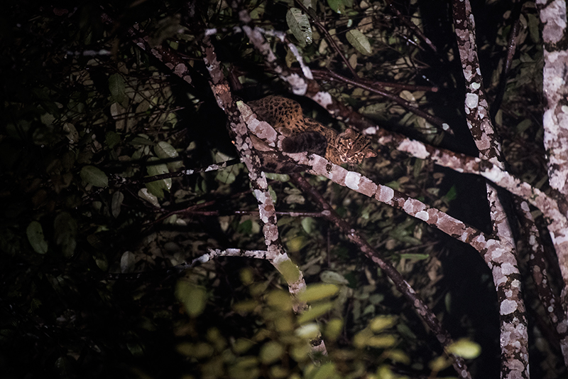 Marbled Cat — Borneo wildlife, book, free download, jungle tour, mammal, Borneo mammal tour