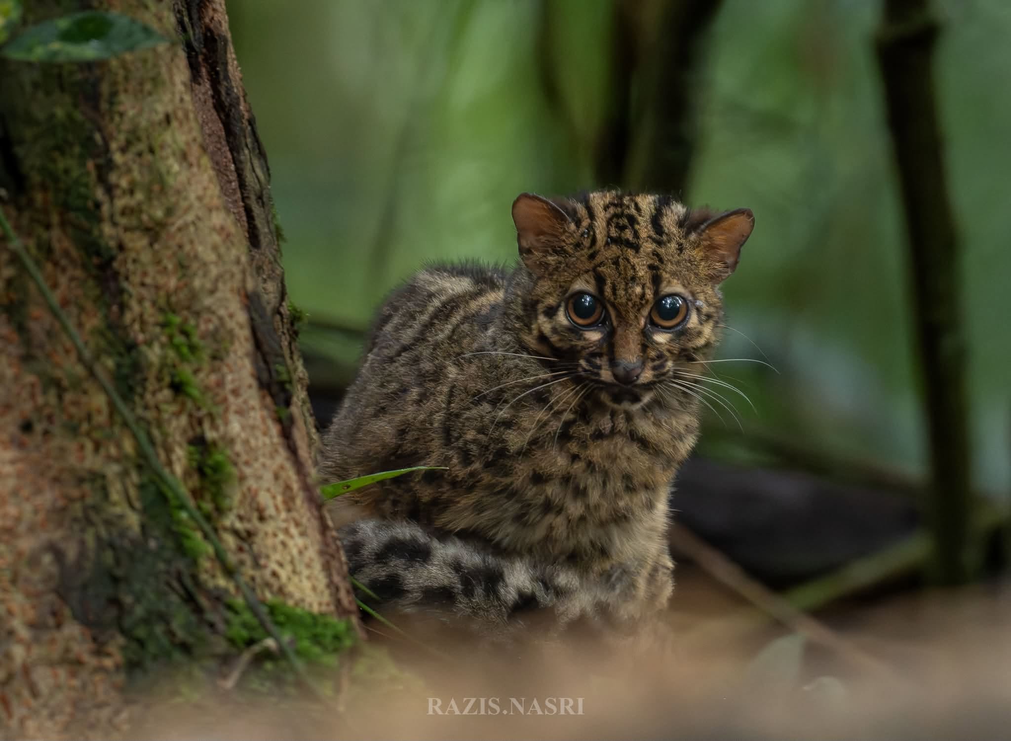 Marbled Cat — Borneo wildlife, book, free download, jungle tour, mammal, Borneo mammal tour