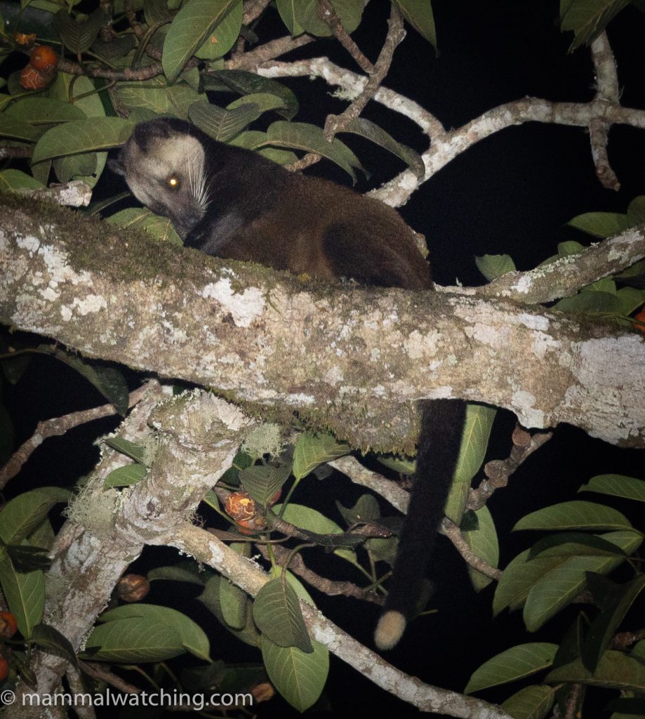 Masked Palm Civet — Borneo wildlife, book, free download, jungle tour, mammal, Borneo mammal tour