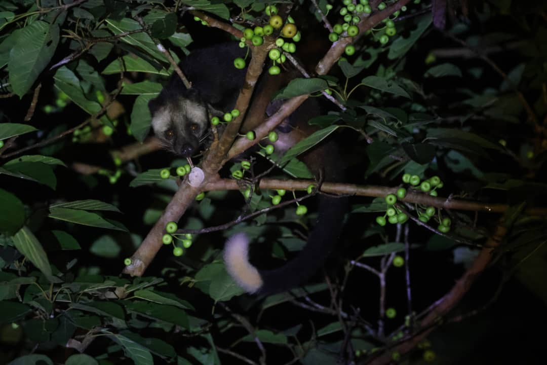 Masked Palm Civet — Borneo wildlife, book, free download, jungle tour, mammal, Borneo mammal tour