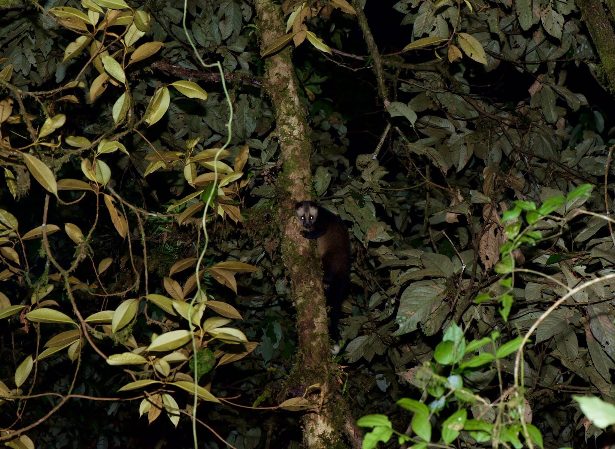 Masked Palm Civet — Borneo wildlife, book, free download, jungle tour, mammal, Borneo mammal tour
