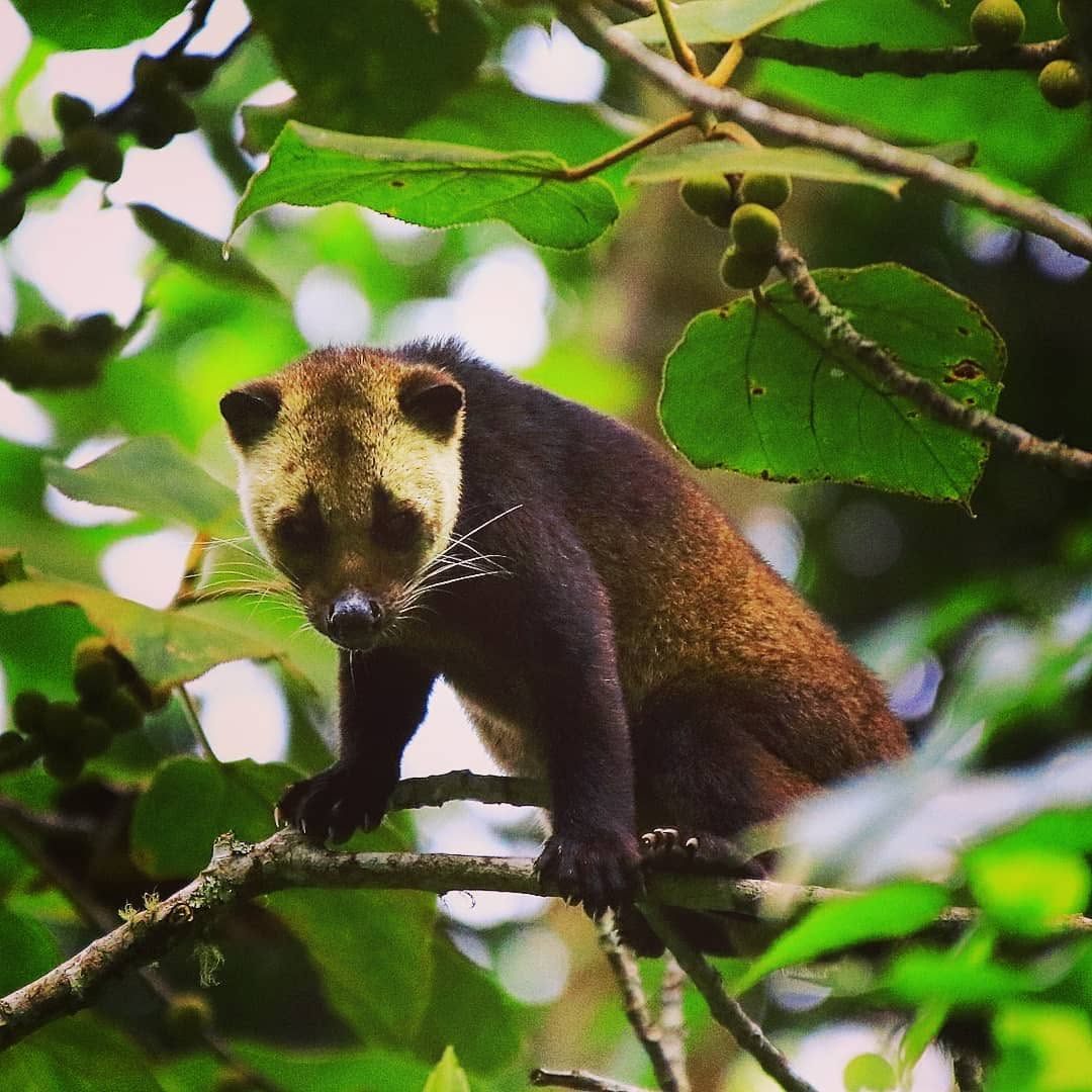 Masked Palm Civet — Borneo wildlife, book, free download, jungle tour, mammal, Borneo mammal tour