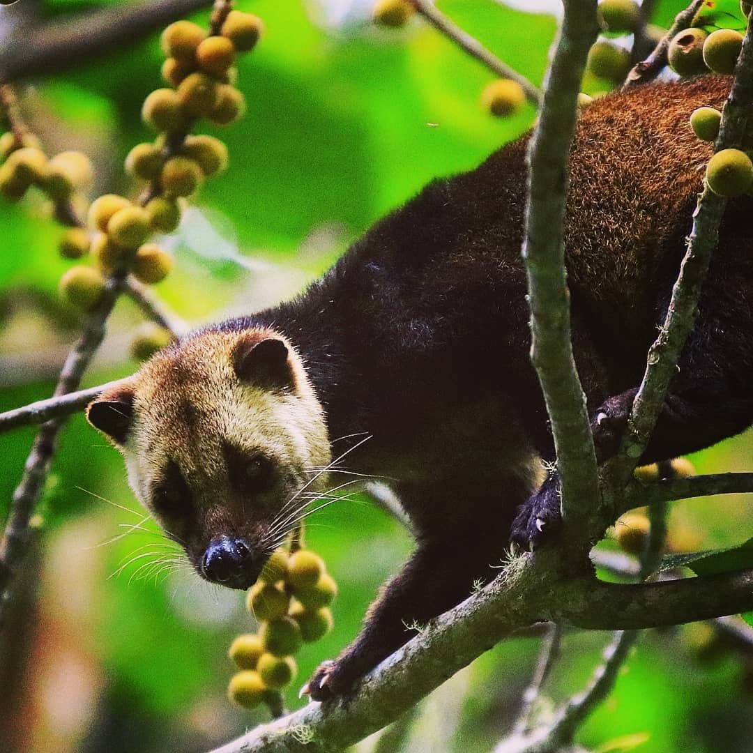 Masked Palm Civet — Borneo wildlife, book, free download, jungle tour, mammal, Borneo mammal tour
