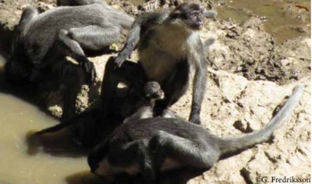 Kutai Grey Langur group at a river's edge, Kalimantan