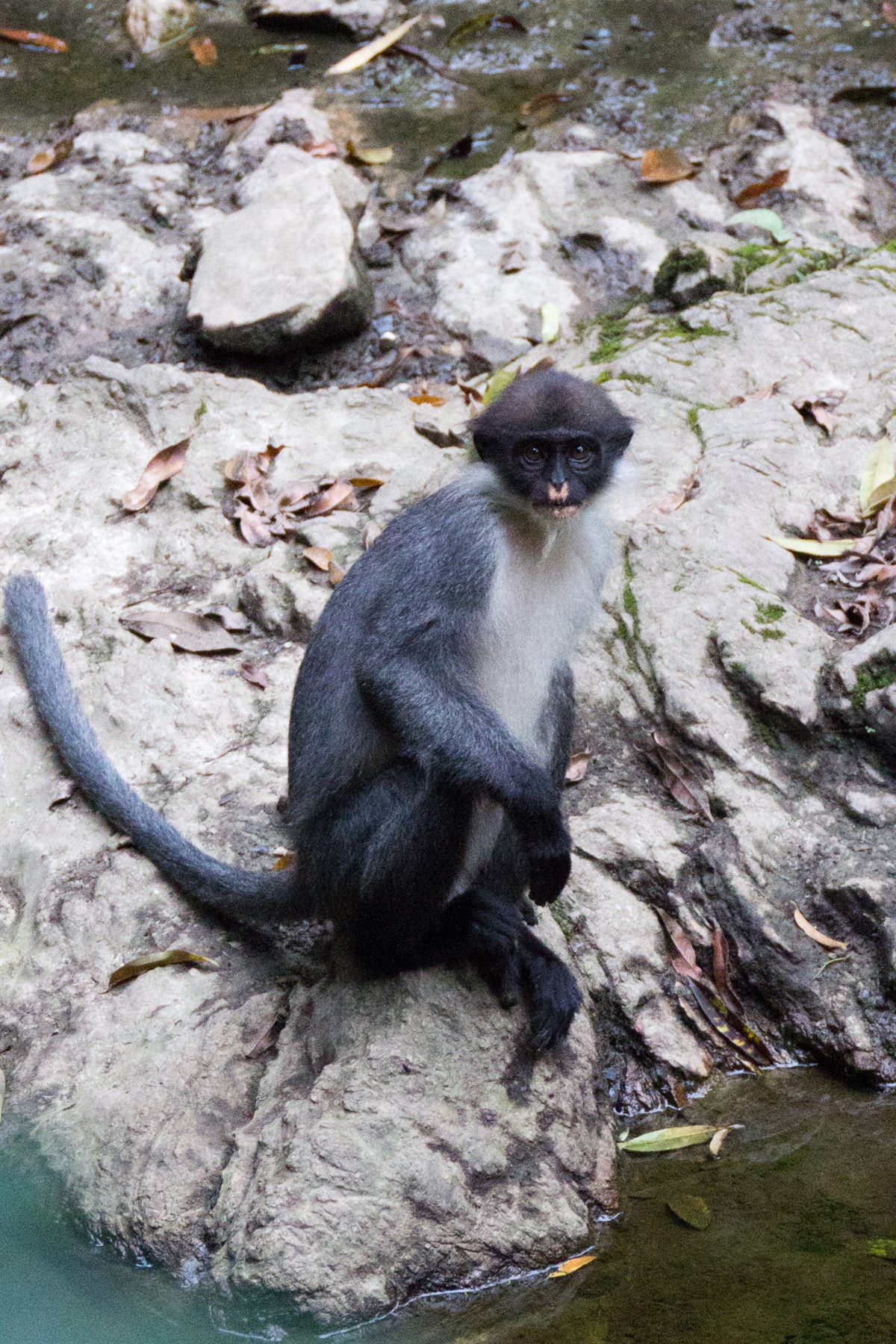 Miller's Grizzled Langur — Borneo wildlife, book, free download, jungle tour, mammal, Borneo mammal tour