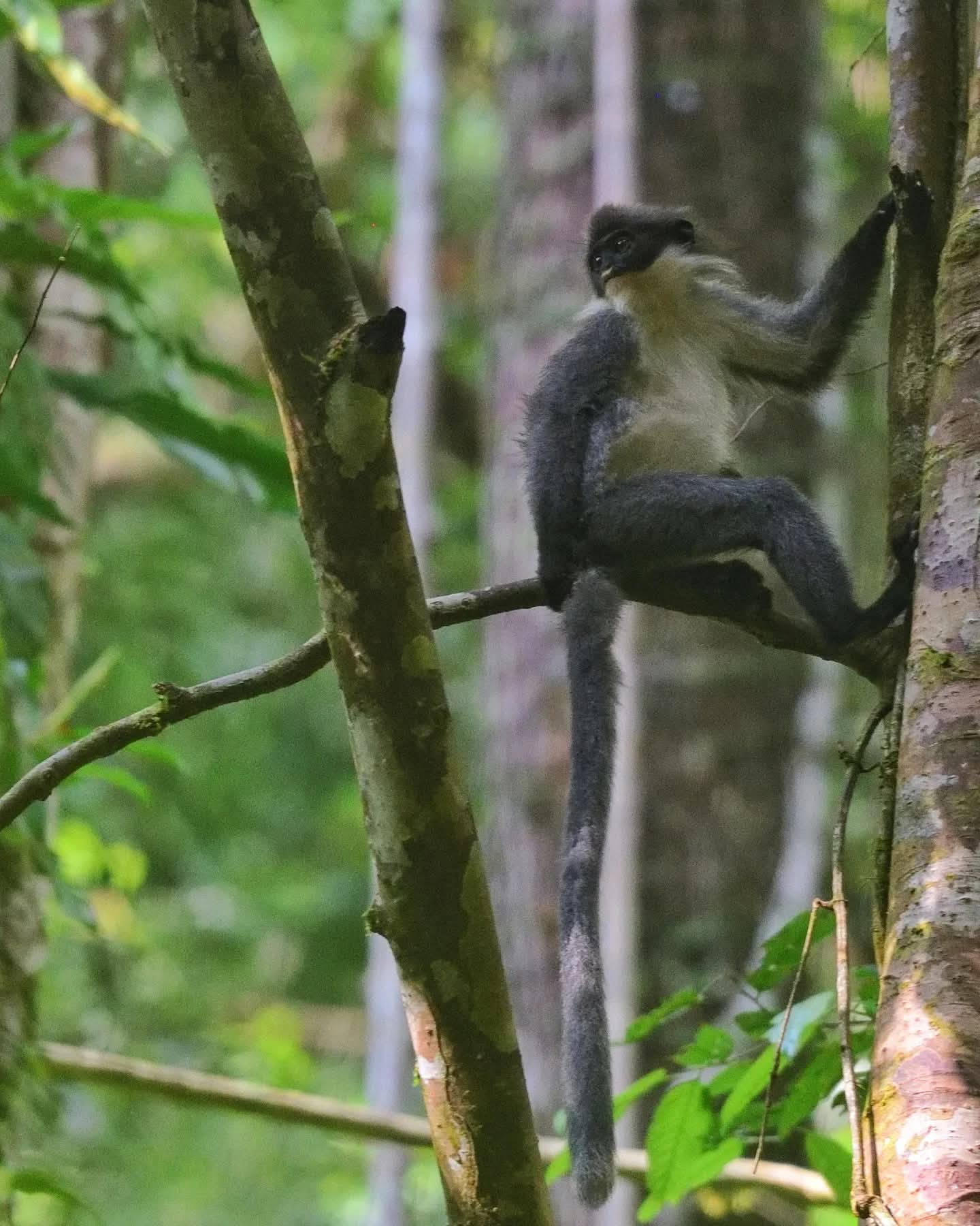 Miller's Grizzled Langur — Borneo wildlife, book, free download, jungle tour, mammal, Borneo mammal tour