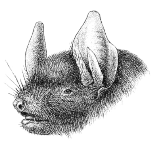 Montane Myotis — Borneo wildlife, book, free download, jungle tour, mammal, Borneo mammal tour