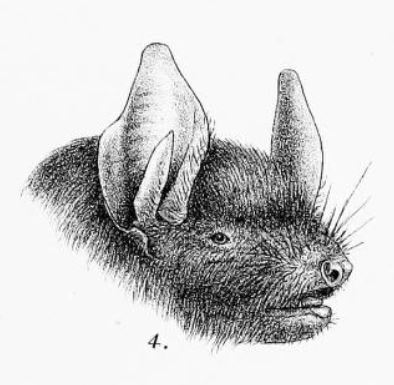 Montane Myotis — Borneo wildlife, book, free download, jungle tour, mammal, Borneo mammal tour