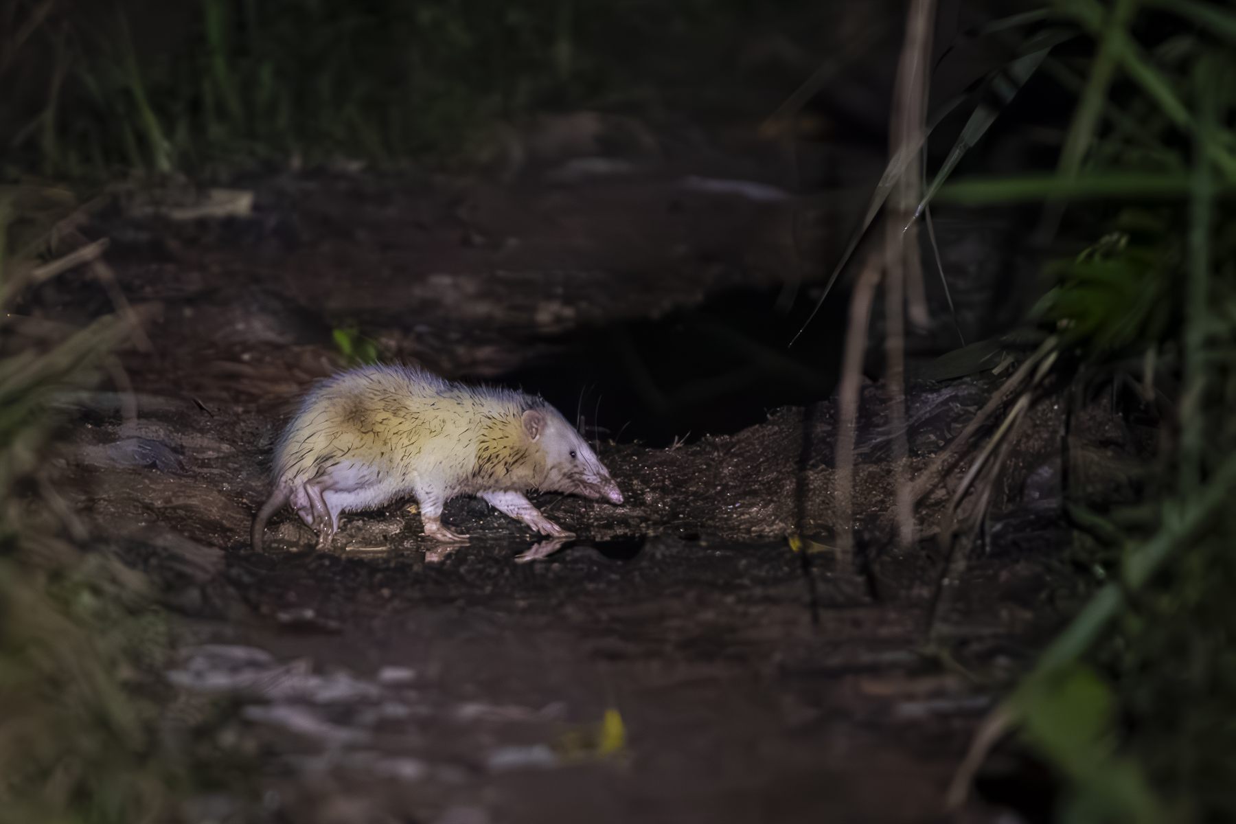 Moonrat — Borneo wildlife, book, free download, jungle tour, mammal, Borneo mammal tour