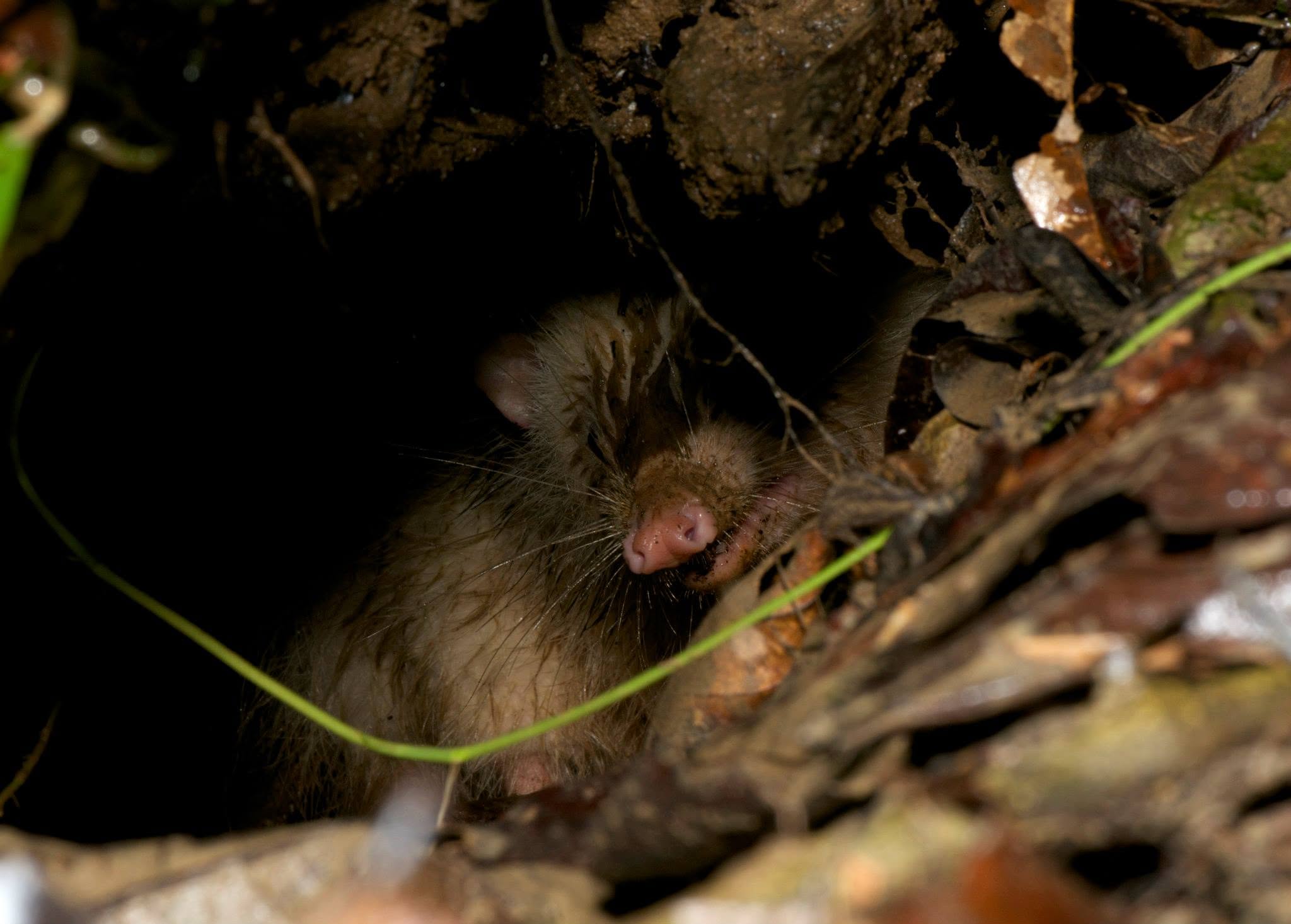 Moonrat — Borneo wildlife, book, free download, jungle tour, mammal, Borneo mammal tour