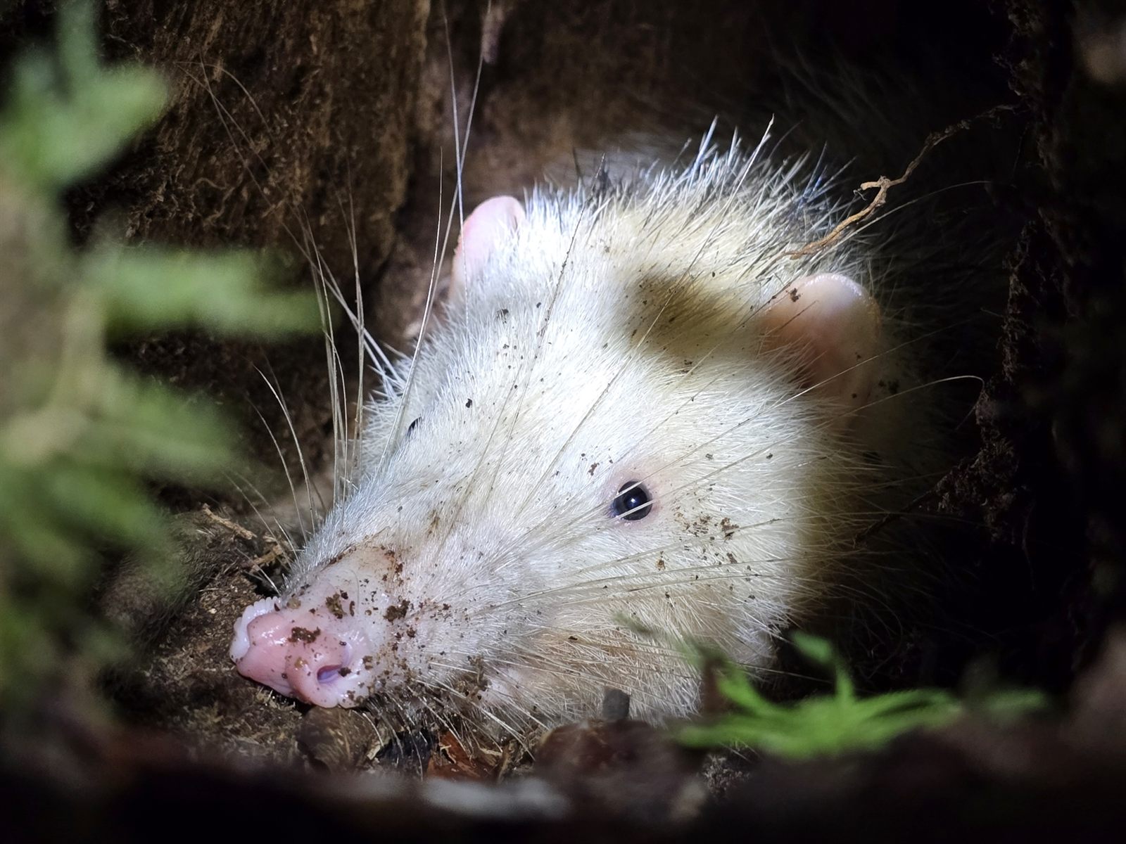 Moonrat — Borneo wildlife, book, free download, jungle tour, mammal, Borneo mammal tour