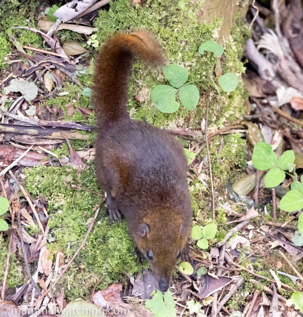 Mountain Treeshrew — Borneo wildlife, book, free download, jungle tour, mammal, Borneo mammal tour
