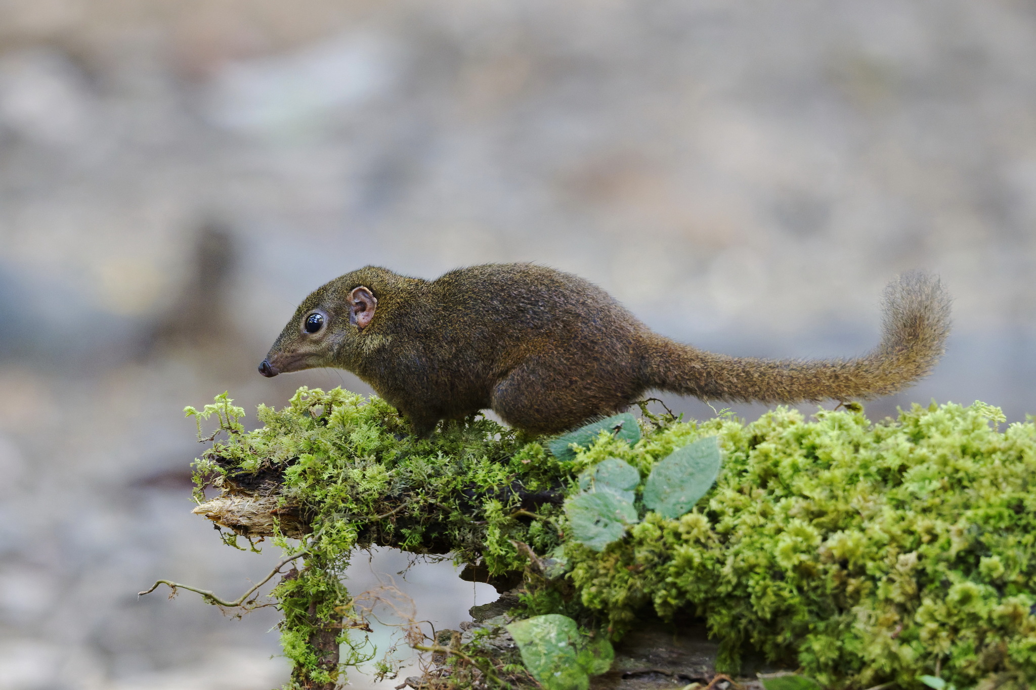 Mountain Treeshrew — Borneo wildlife, book, free download, jungle tour, mammal, Borneo mammal tour