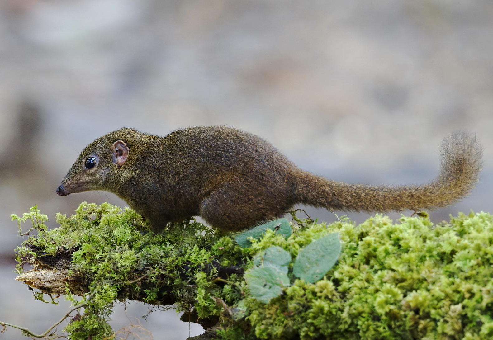 Mountain Treeshrew — Borneo wildlife, book, free download, jungle tour, mammal, Borneo mammal tour