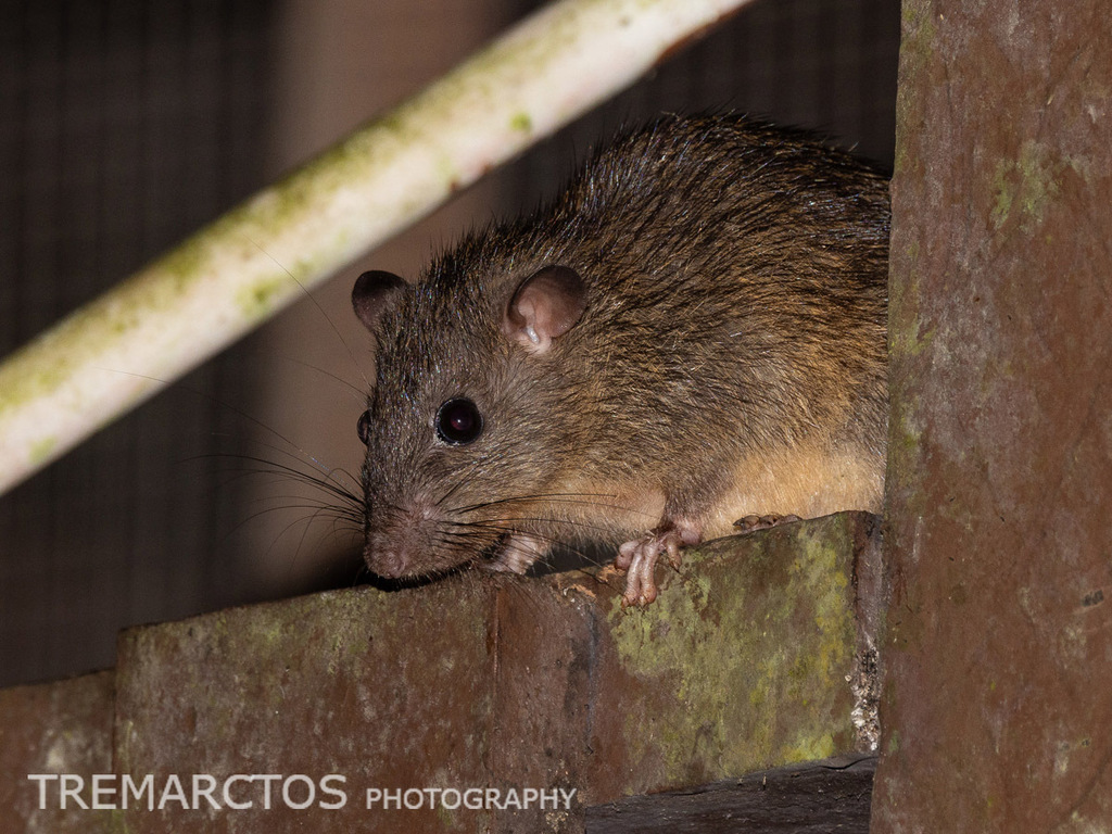 Muller's Giant Sunda Rat — Borneo wildlife, book, free download, jungle tour, mammal, Borneo mammal tour