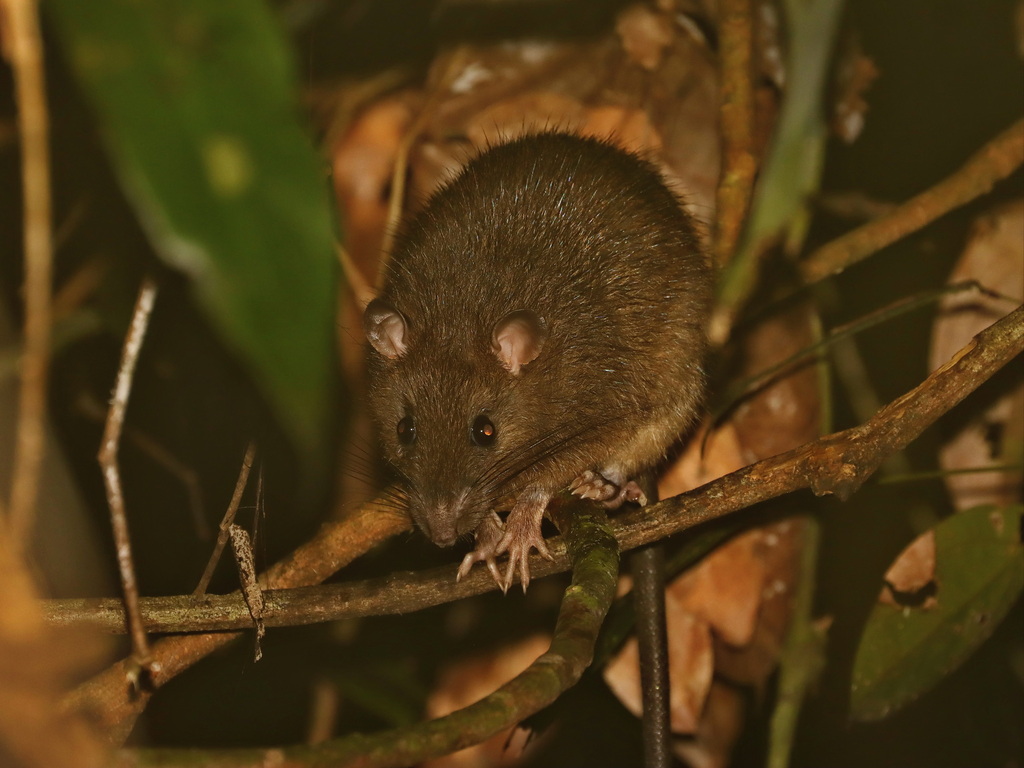 Muller's Giant Sunda Rat — Borneo wildlife, book, free download, jungle tour, mammal, Borneo mammal tour