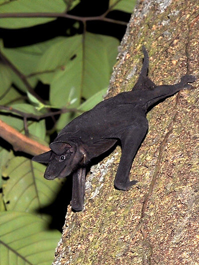 Naked Bat — Borneo wildlife, book, free download, jungle tour, mammal, Borneo mammal tour
