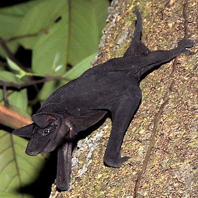 Naked Bat — Borneo wildlife, book, free download, jungle tour, mammal, Borneo mammal tour