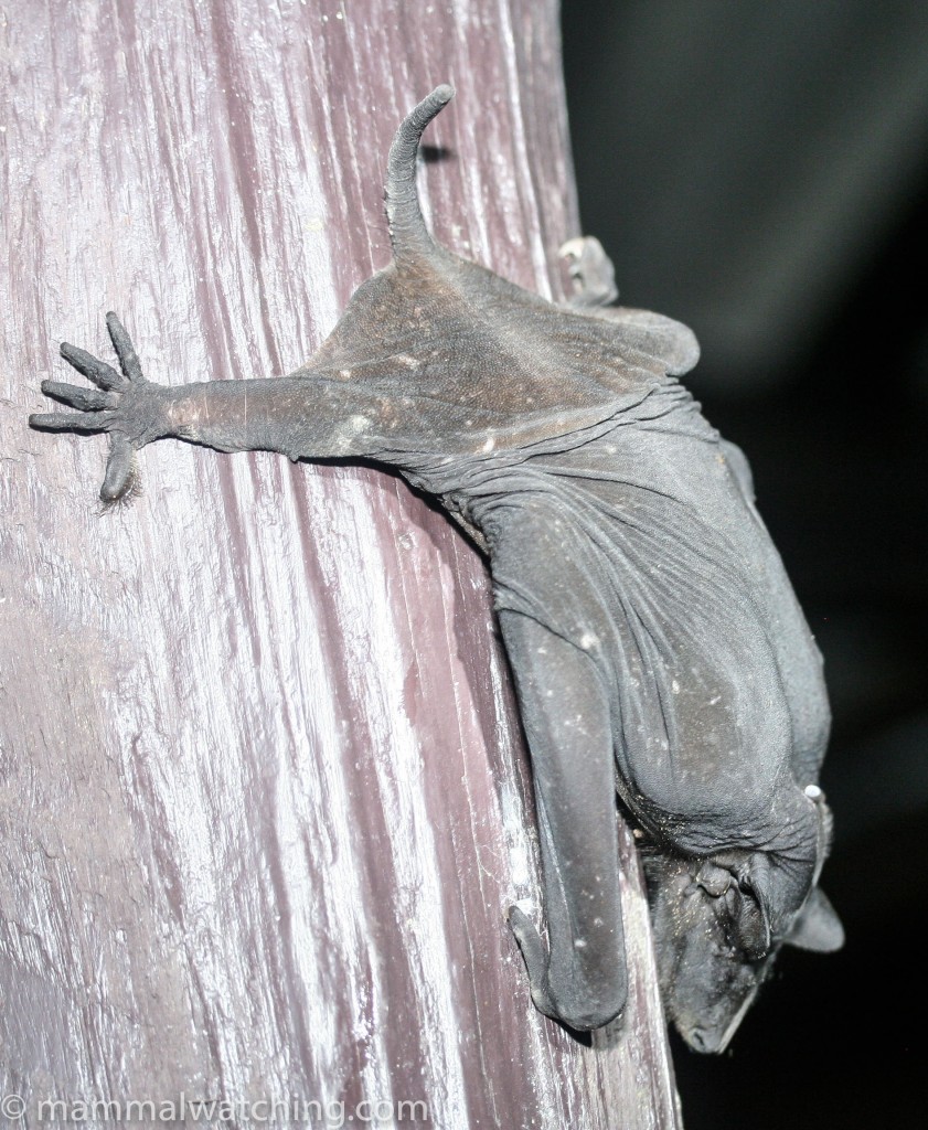 Naked Bat — Borneo wildlife, book, free download, jungle tour, mammal, Borneo mammal tour
