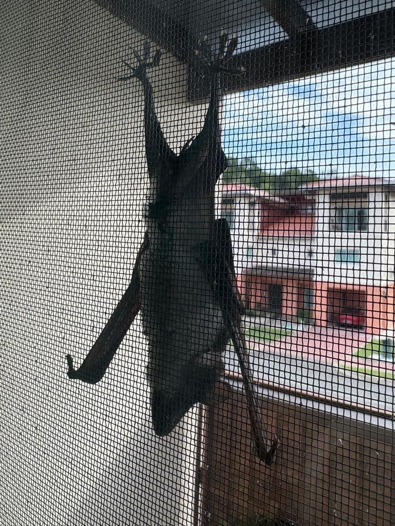 Naked-rumped Pouched Bat — Borneo wildlife, book, free download, jungle tour, mammal, Borneo mammal tour
