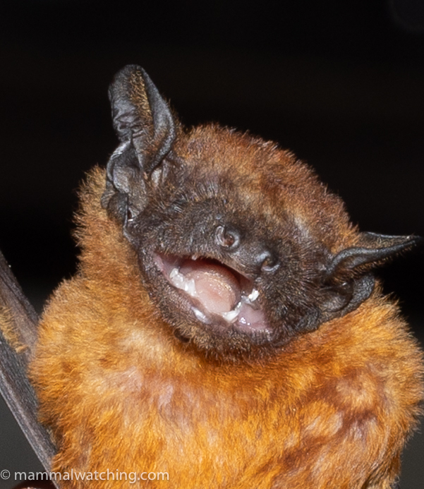 Narrow-winged Pipistrelle — Borneo wildlife, book, free download, jungle tour, mammal, Borneo mammal tour