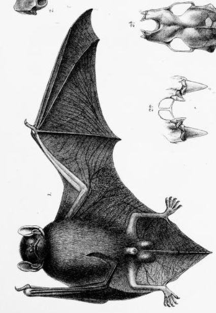 Narrow-winged Pipistrelle — Borneo wildlife, book, free download, jungle tour, mammal, Borneo mammal tour