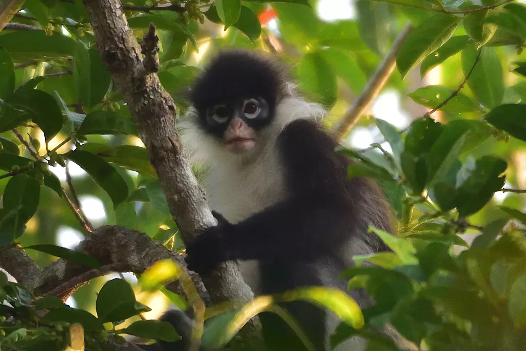 Natuna Langur — Borneo wildlife, book, free download, jungle tour, mammal, Borneo mammal tour