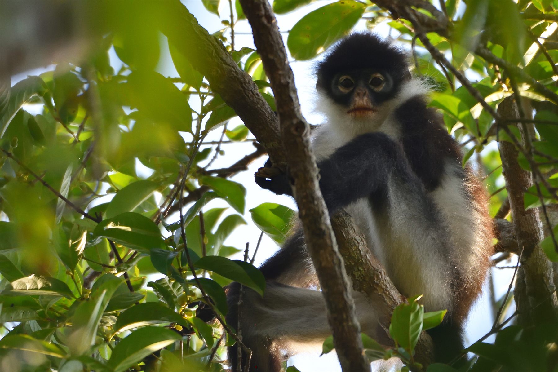 Natuna Langur — Borneo wildlife, book, free download, jungle tour, mammal, Borneo mammal tour