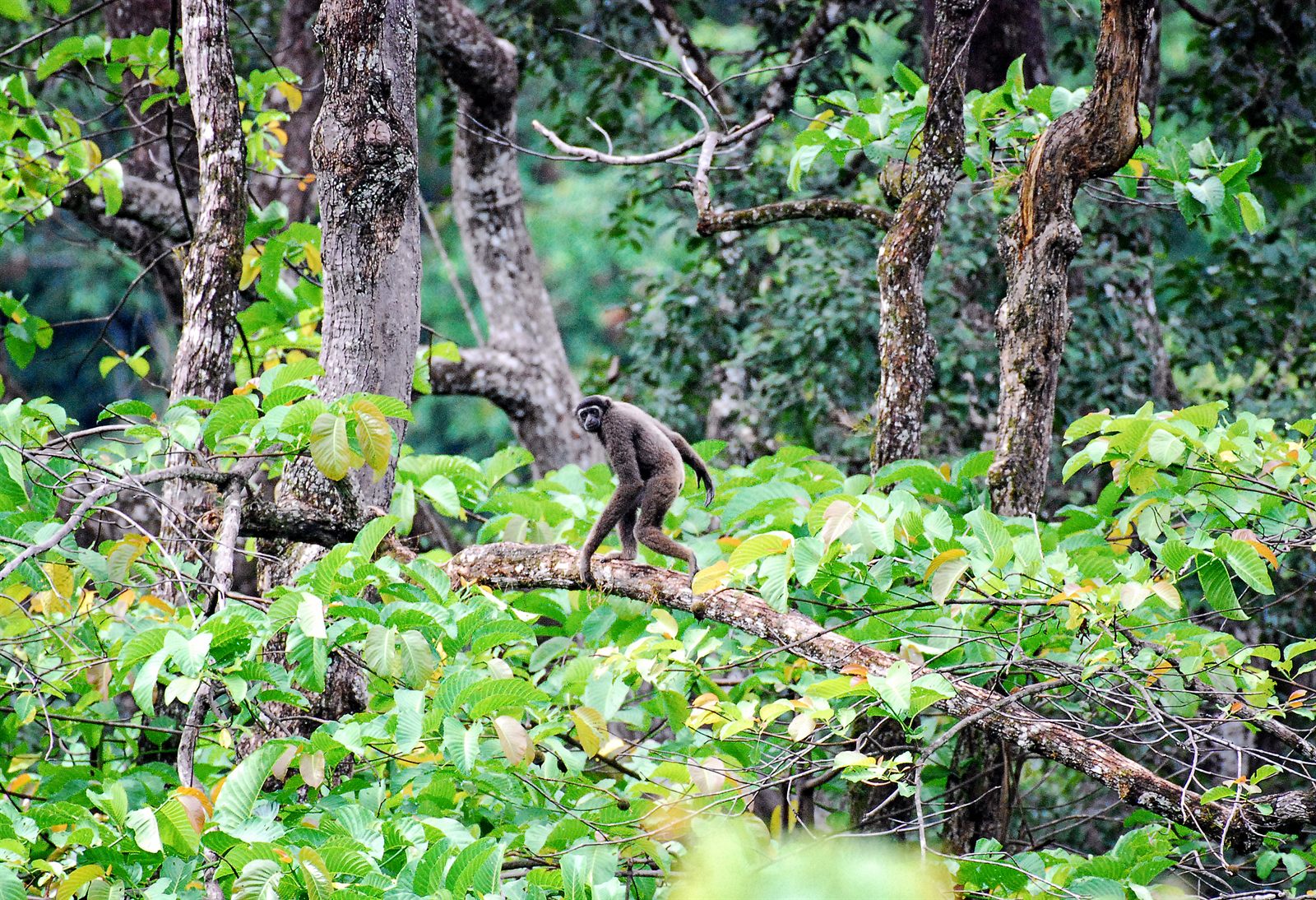 North Bornean Gibbon — Borneo wildlife, book, free download, jungle tour, mammal, Borneo mammal tour