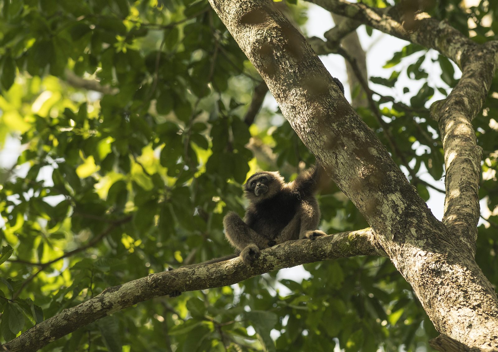 North Bornean Gibbon — Borneo wildlife, book, free download, jungle tour, mammal, Borneo mammal tour