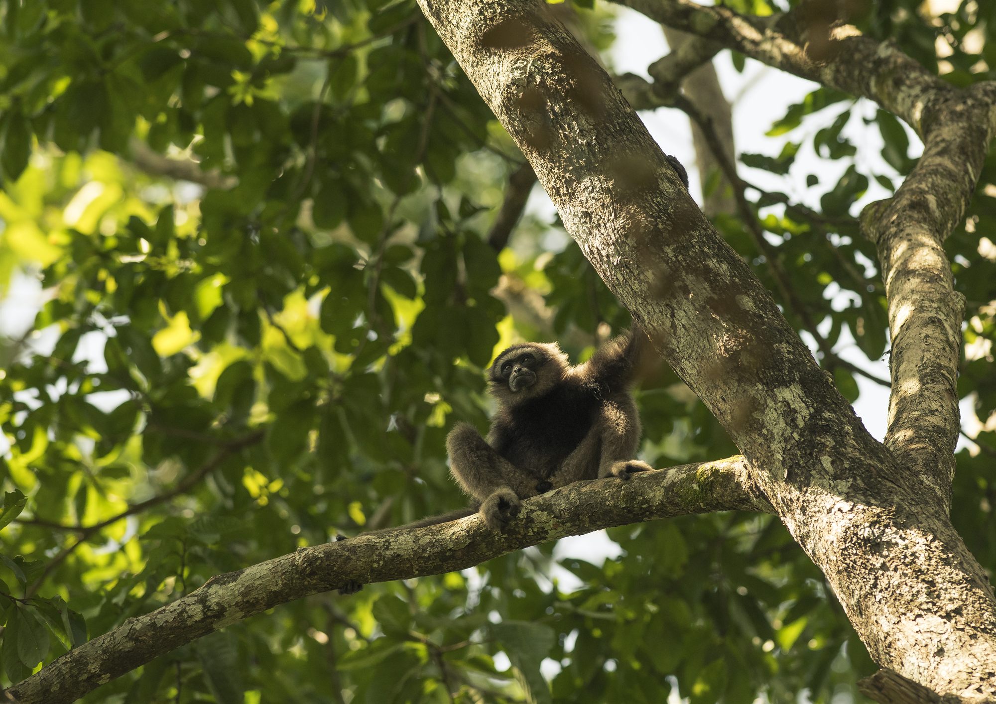 North Bornean Gibbon — Borneo wildlife, book, free download, jungle tour, mammal, Borneo mammal tour