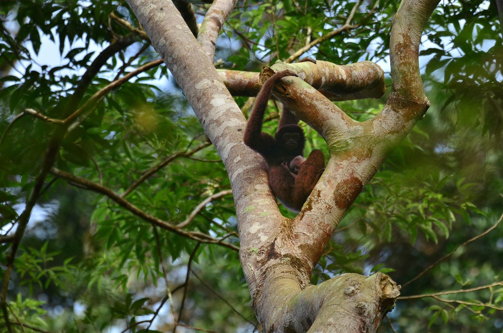 North Bornean Gibbon — Borneo wildlife, book, free download, jungle tour, mammal, Borneo mammal tour