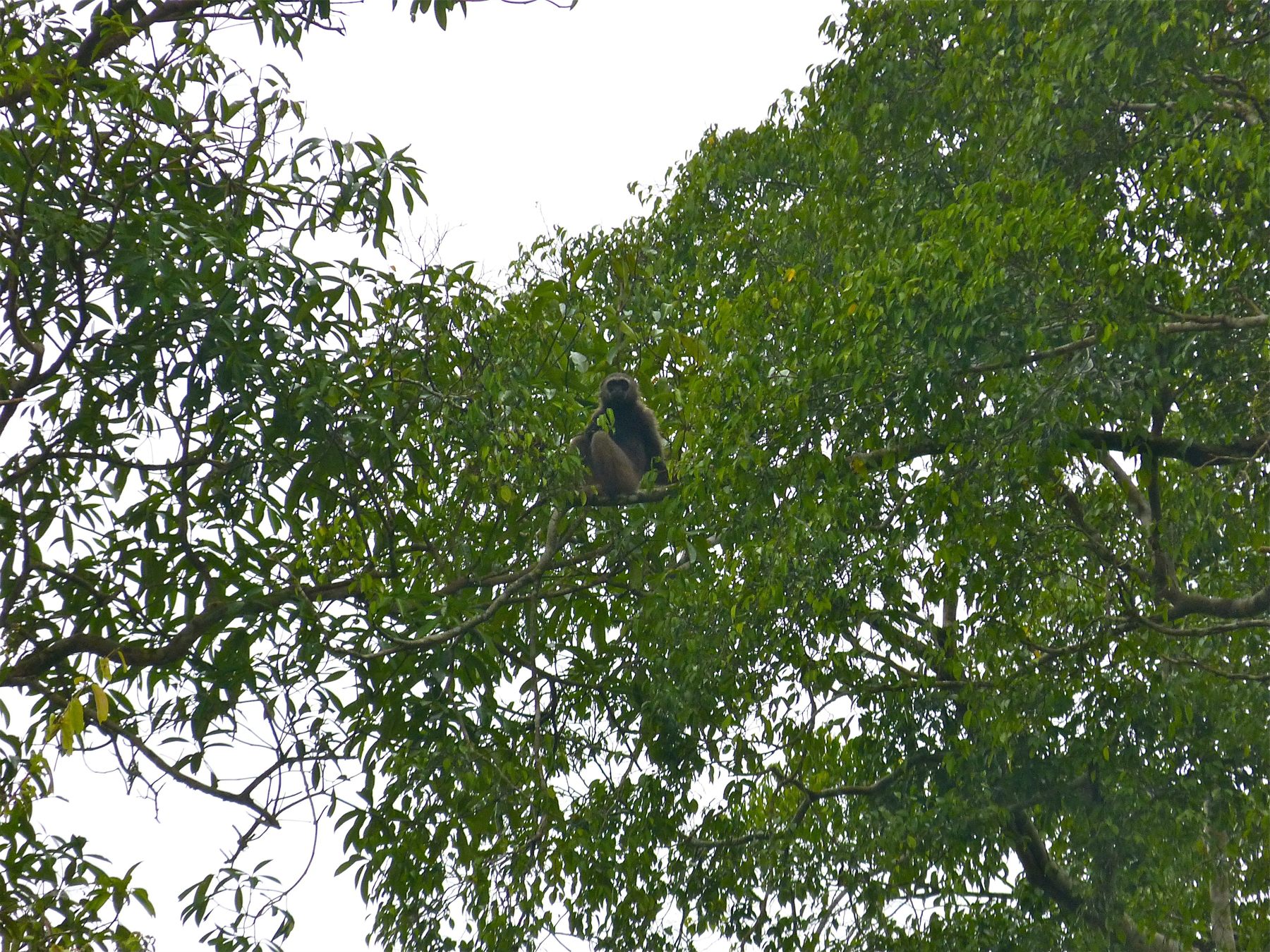 Northern Grey Gibbon — Borneo wildlife, book, free download, jungle tour, mammal, Borneo mammal tour