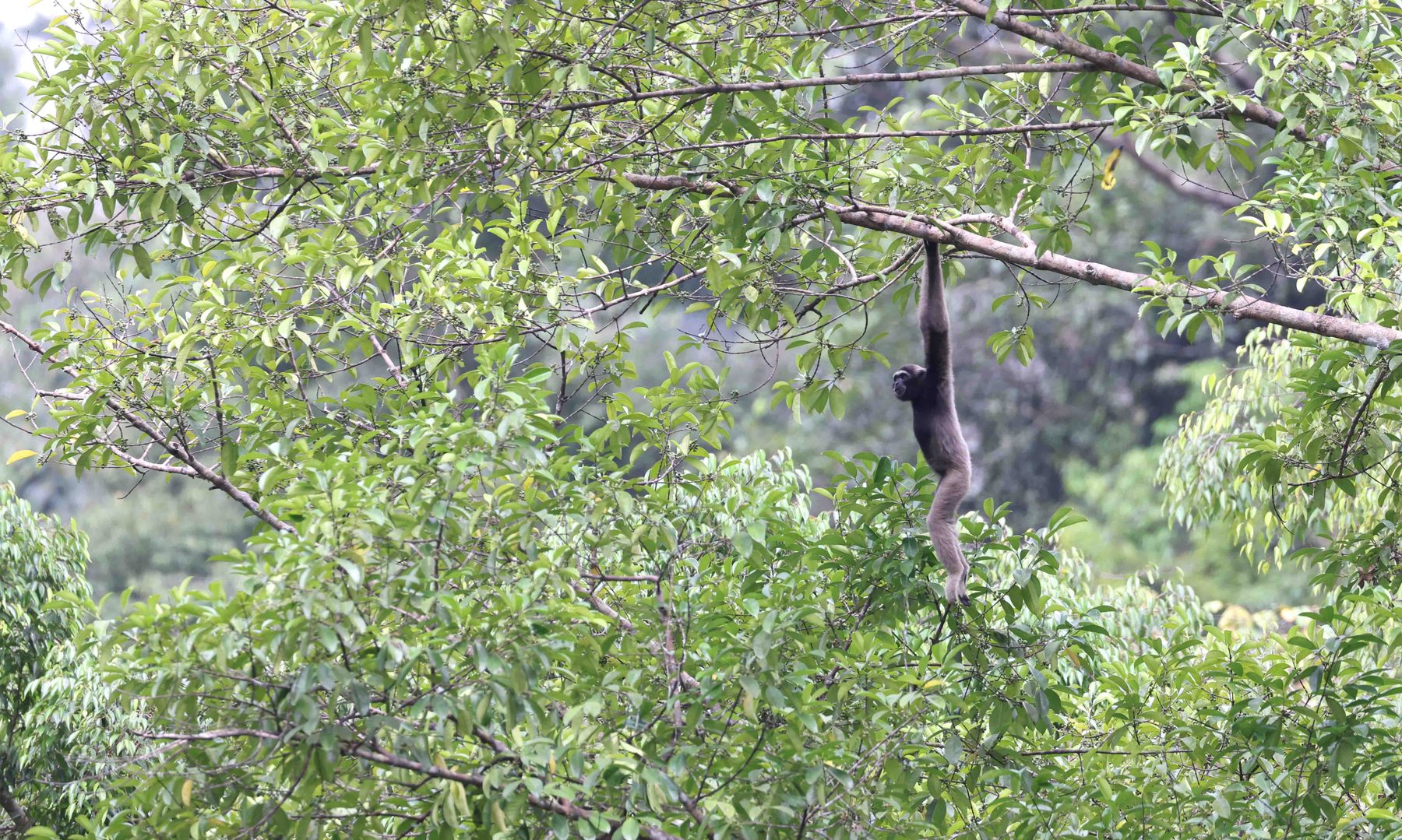 Northern Grey Gibbon — Borneo wildlife, book, free download, jungle tour, mammal, Borneo mammal tour