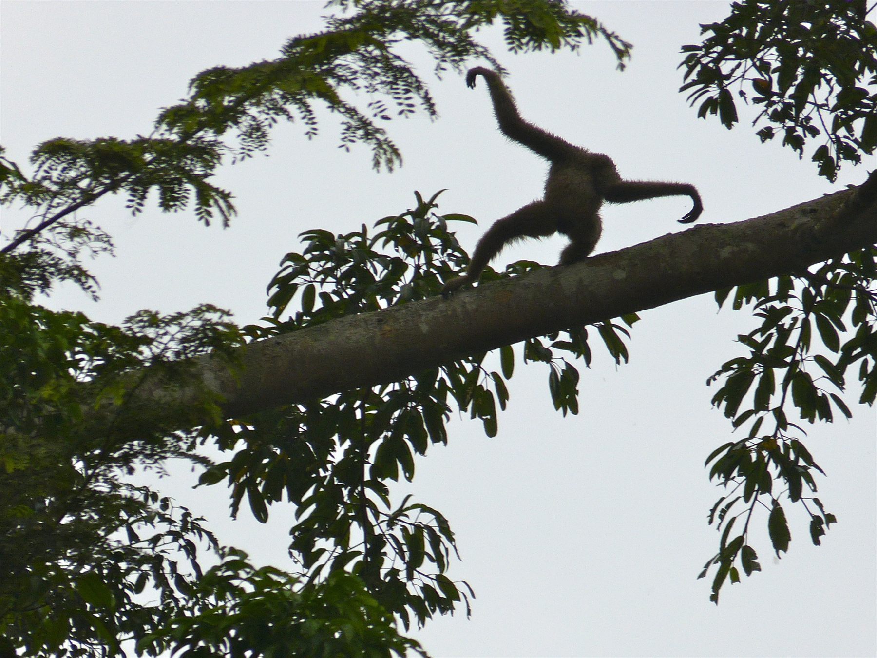 Northern Grey Gibbon — Borneo wildlife, book, free download, jungle tour, mammal, Borneo mammal tour