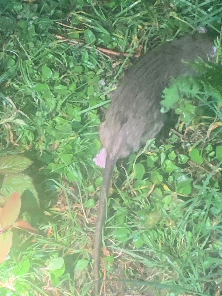 Norway Rat — Borneo wildlife, book, free download, jungle tour, mammal, Borneo mammal tour