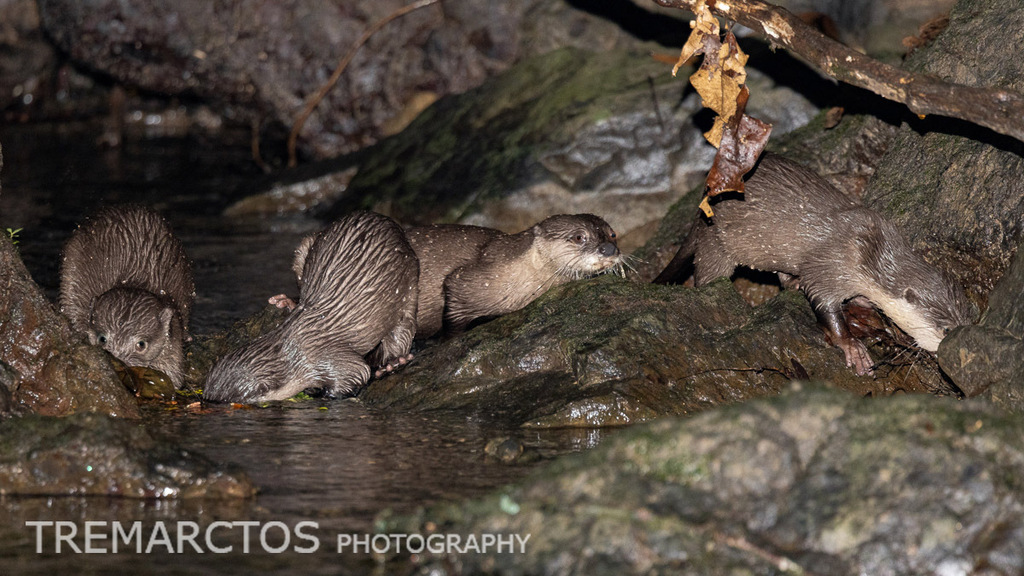 Oriental Small-clawed Otter — Borneo wildlife, book, free download, jungle tour, mammal, Borneo mammal tour