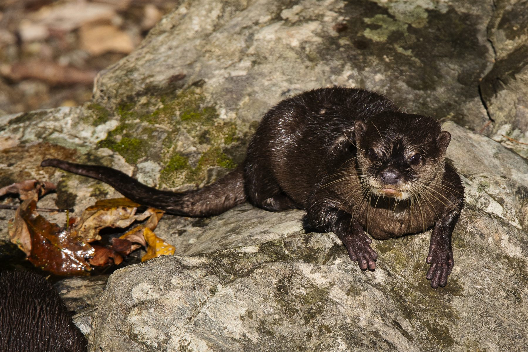 Oriental Small-clawed Otter — Borneo wildlife, book, free download, jungle tour, mammal, Borneo mammal tour