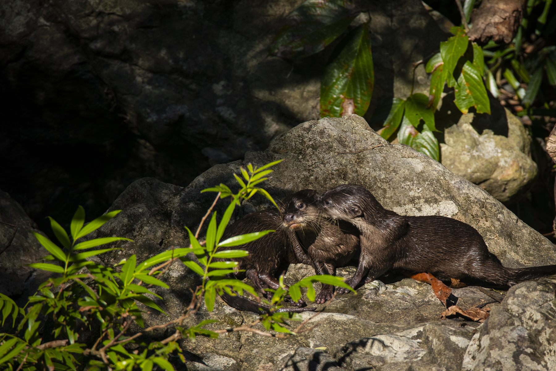 Oriental Small-clawed Otter — Borneo wildlife, book, free download, jungle tour, mammal, Borneo mammal tour